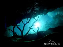 Mayan blue cenote...taken with no stobes at the moulth of... by Becky Kagan 
